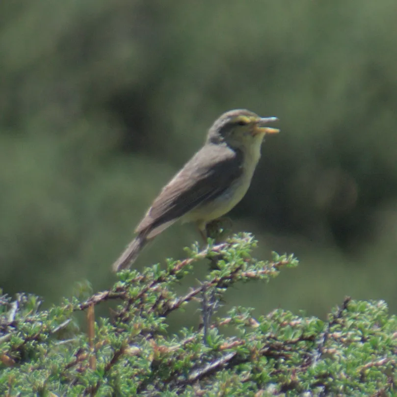 黄腹柳莺(Phylloscopus affinis)