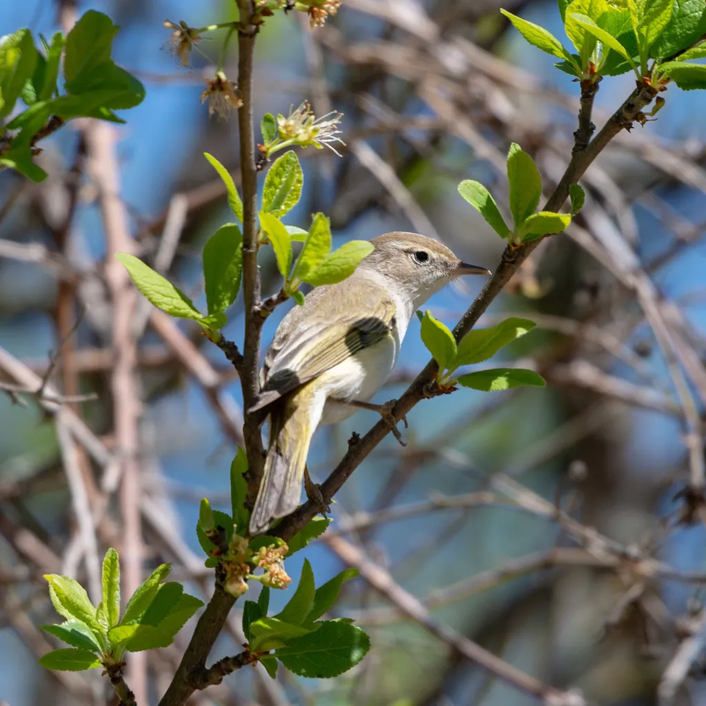 博氏柳莺(Phylloscopus bonelli)