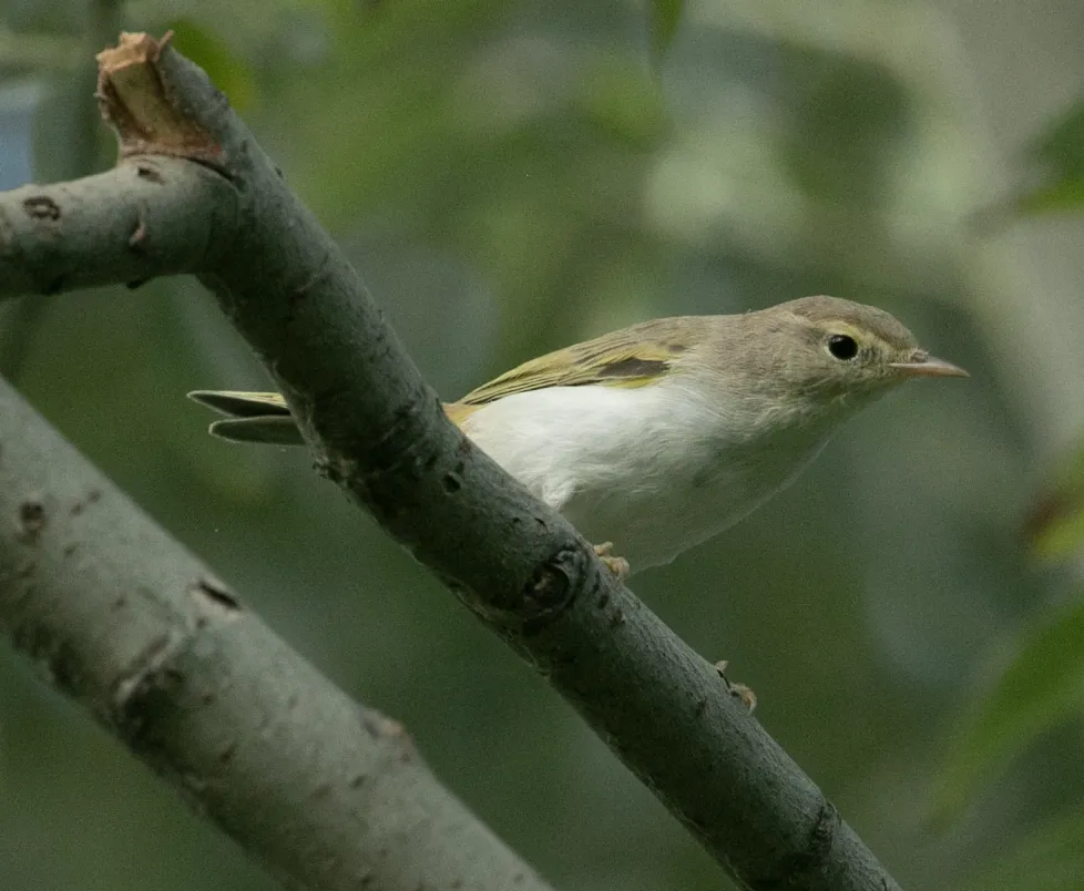 博氏柳莺(Phylloscopus bonelli)