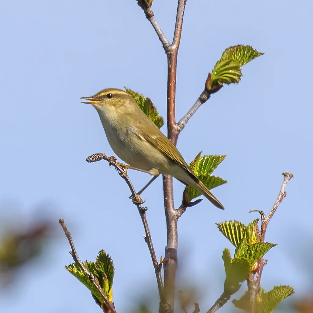 极北柳莺(Phylloscopus borealis)