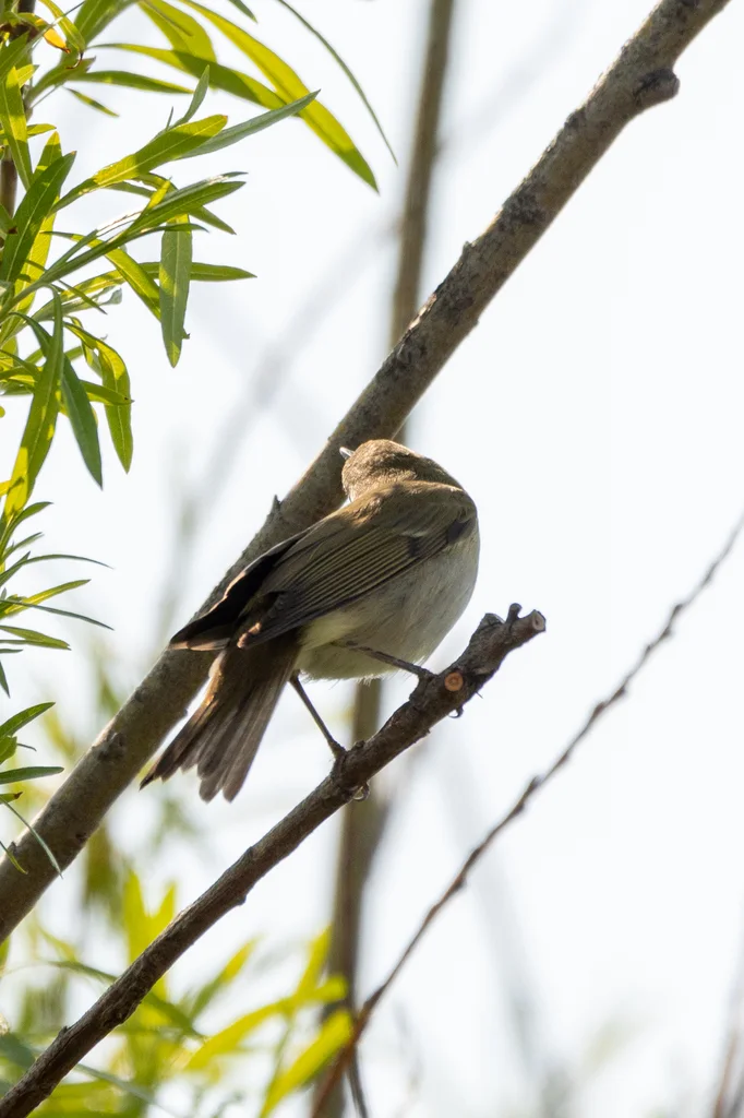 极北柳莺(Phylloscopus borealis)