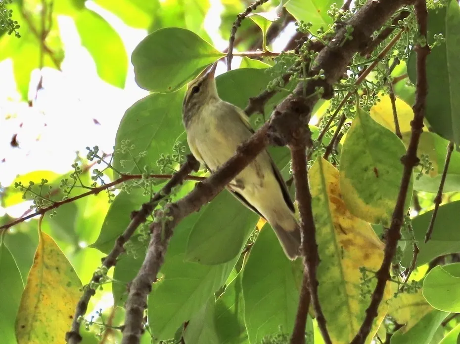 极北柳莺(Phylloscopus borealis)