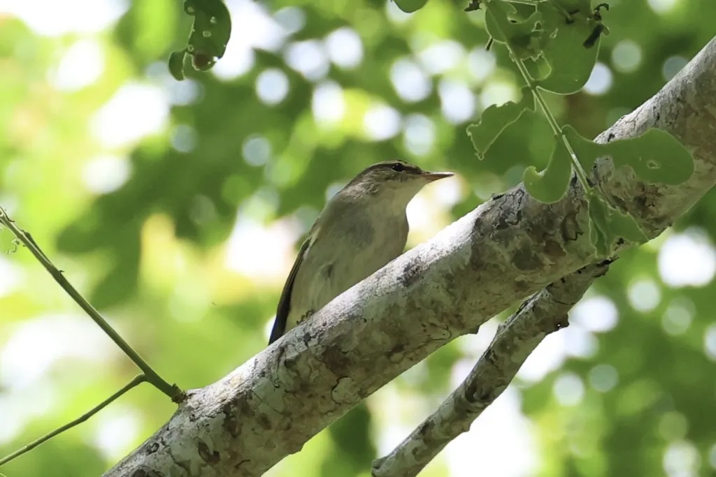 极北柳莺(Phylloscopus borealis)