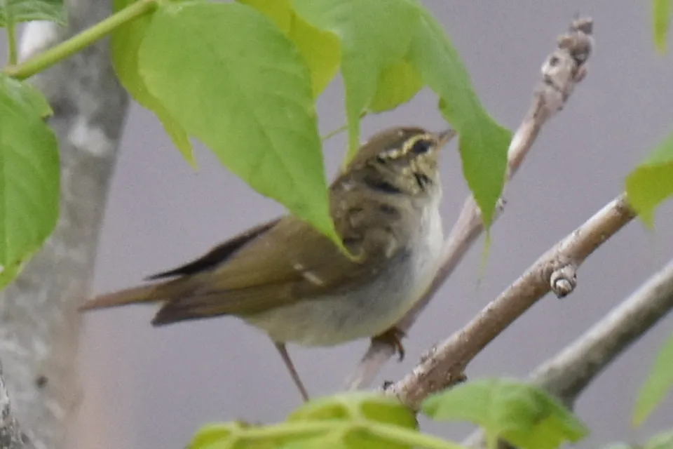 极北柳莺(Phylloscopus borealis)