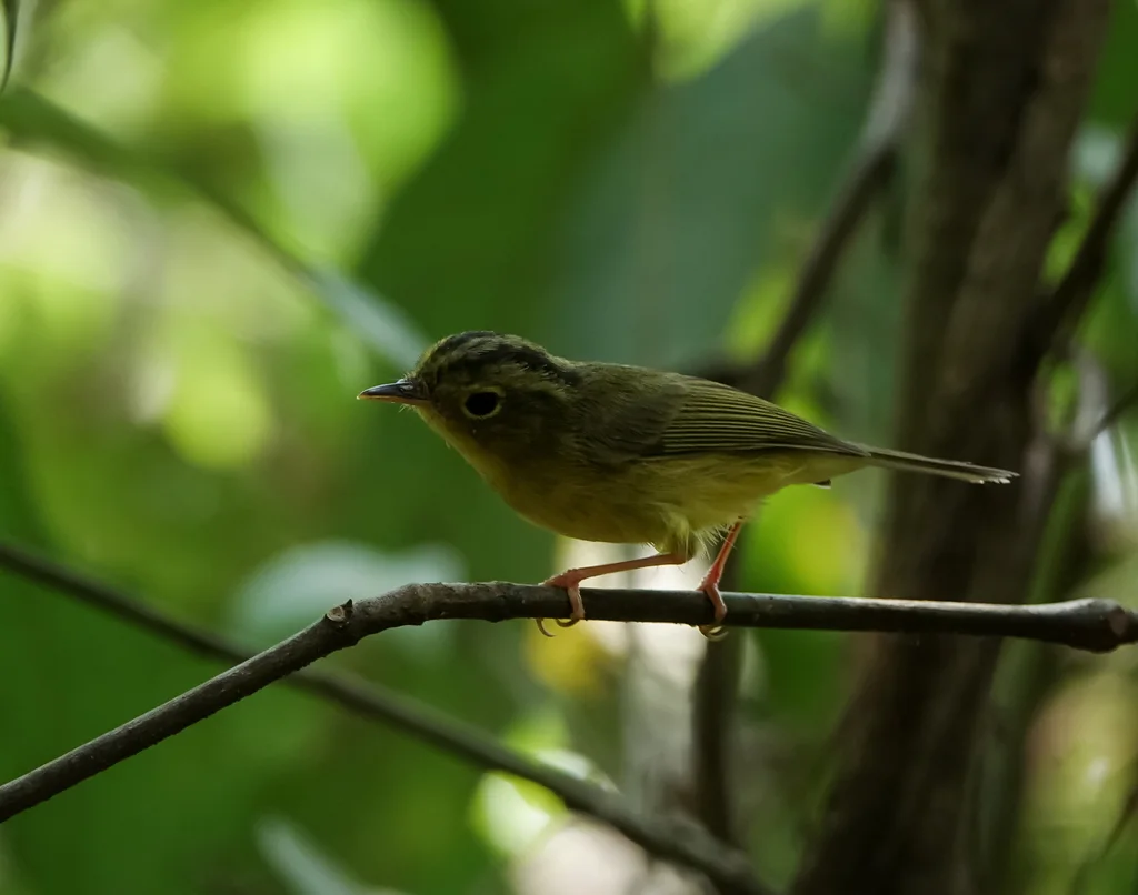 金眶鹟莺(Phylloscopus burkii)