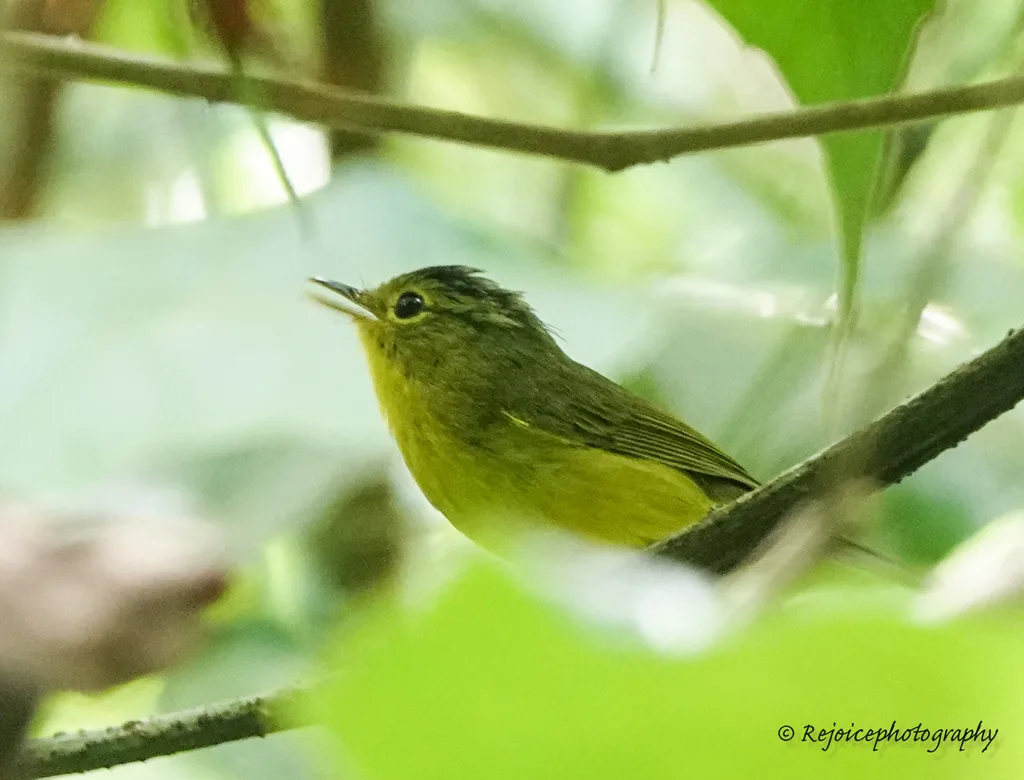 金眶鹟莺(Phylloscopus burkii)