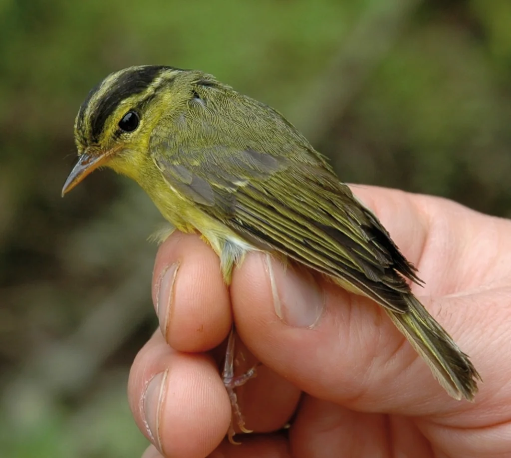 灰岩柳莺(Phylloscopus calciatilis)