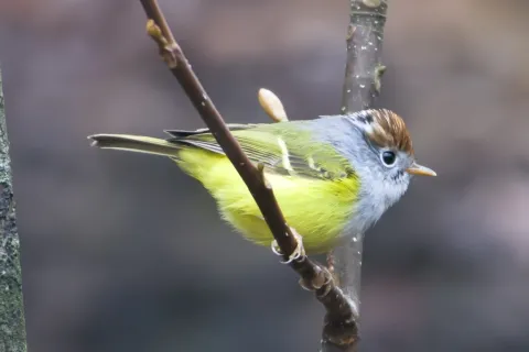 栗头鹟莺