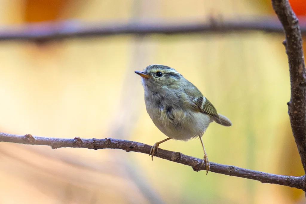 淡黄腰柳莺(Phylloscopus chloronotus)