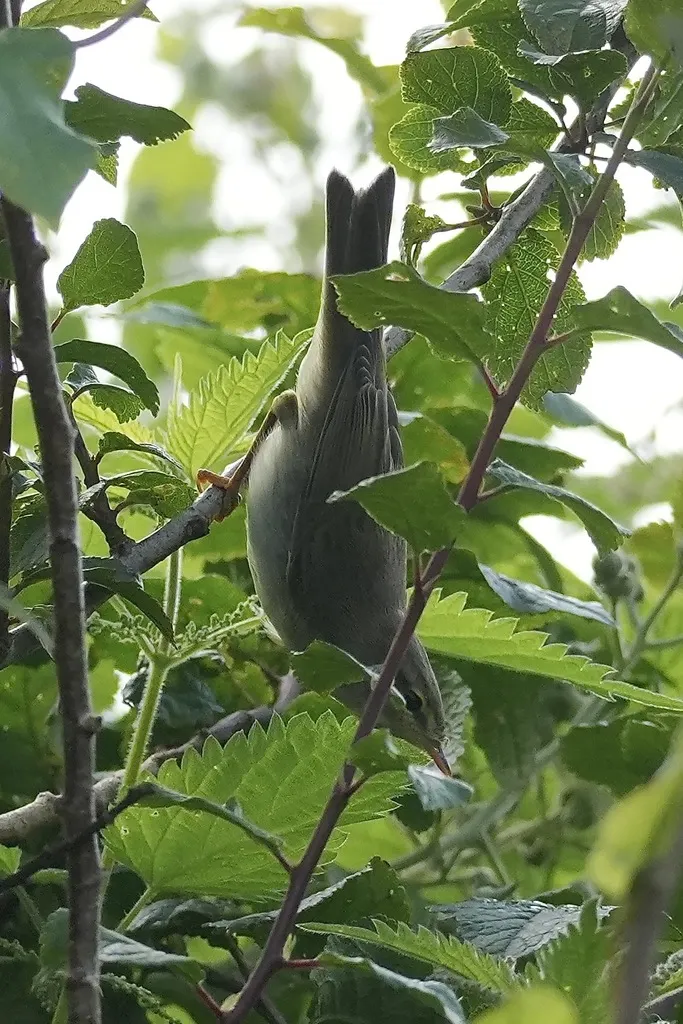 叽喳柳莺(Phylloscopus collybita)