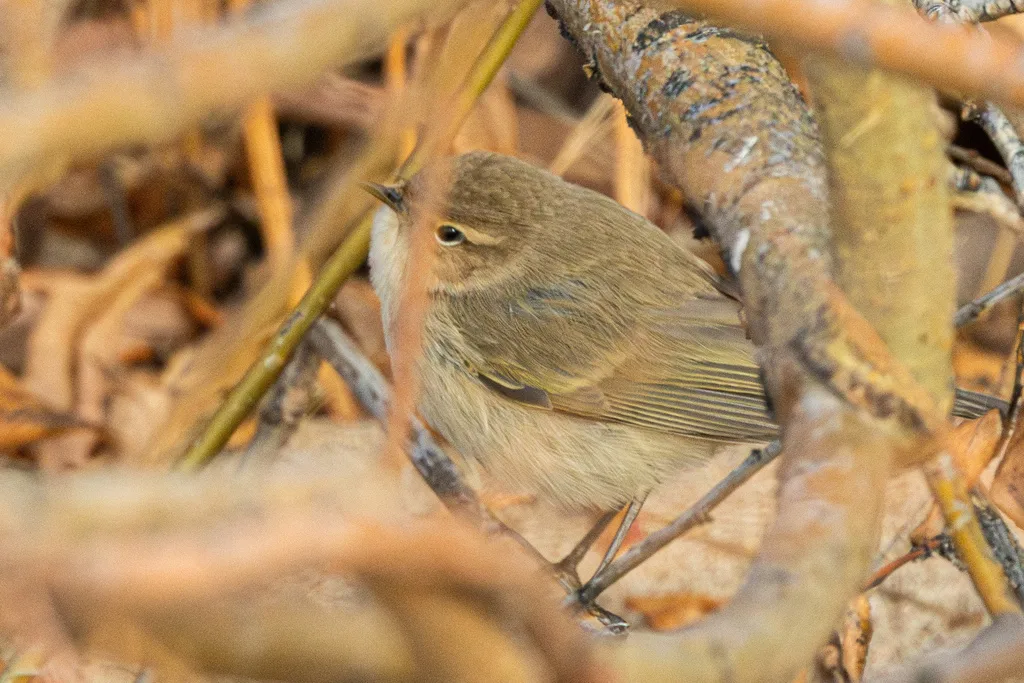 叽喳柳莺(Phylloscopus collybita)