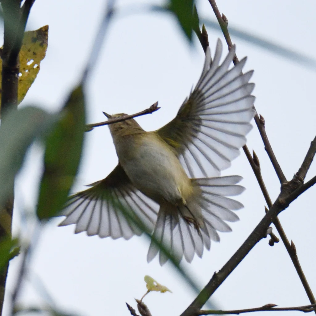 叽喳柳莺(Phylloscopus collybita)