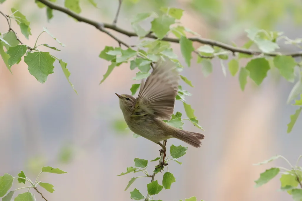 叽喳柳莺(Phylloscopus collybita)