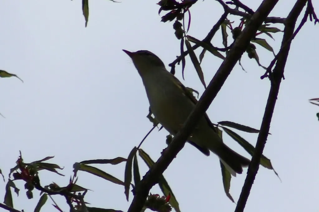 冕柳莺(Phylloscopus coronatus)
