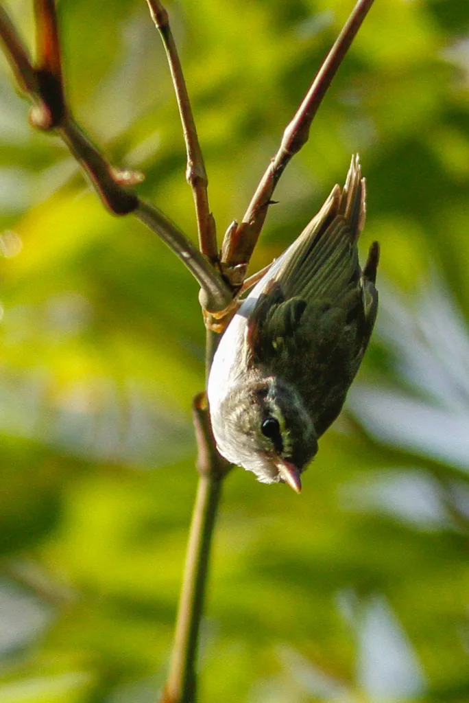 冕柳莺(Phylloscopus coronatus)