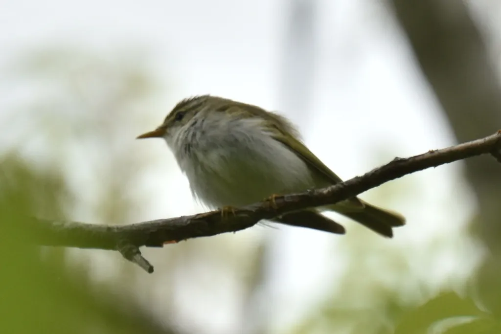 冕柳莺(Phylloscopus coronatus)