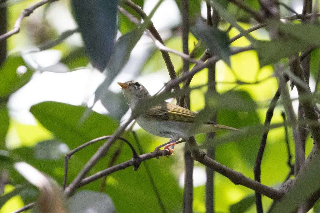 冕柳莺(Phylloscopus coronatus)