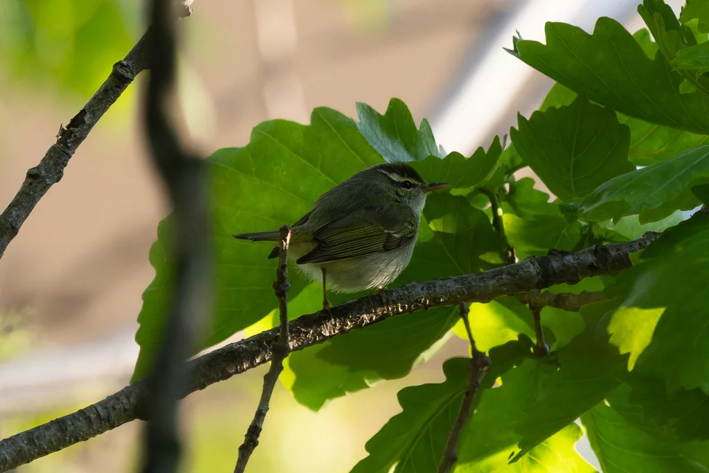冕柳莺(Phylloscopus coronatus)
