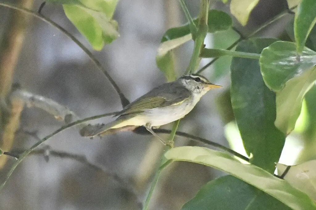 冕柳莺(Phylloscopus coronatus)