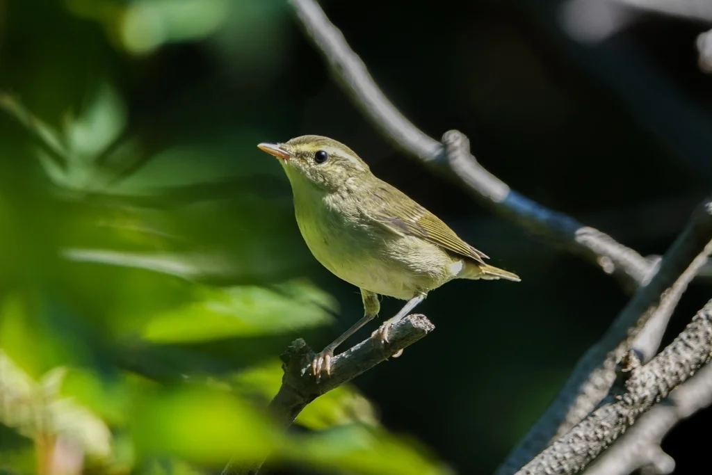 堪察加柳莺(Phylloscopus examinandus)