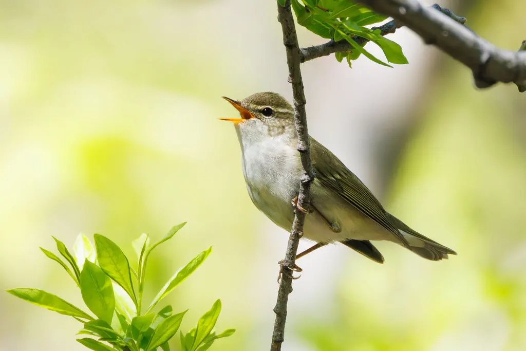 堪察加柳莺(Phylloscopus examinandus)