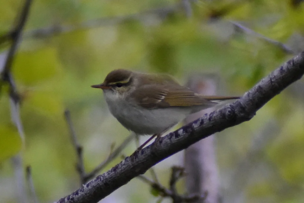 堪察加柳莺(Phylloscopus examinandus)