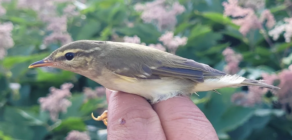 堪察加柳莺(Phylloscopus examinandus)