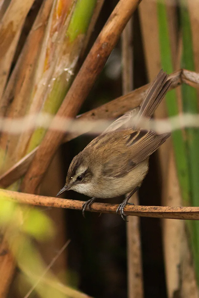 烟柳莺（Phylloscopus fuligiventer）
