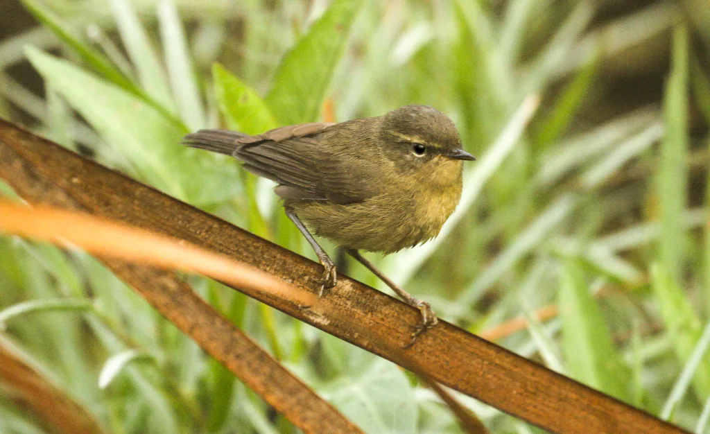 烟柳莺（Phylloscopus fuligiventer）