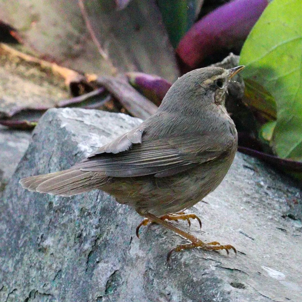 褐柳莺（Phylloscopus fuscatus）