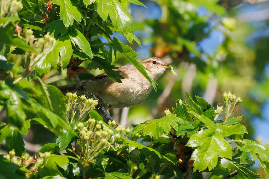 褐柳莺（Phylloscopus fuscatus）