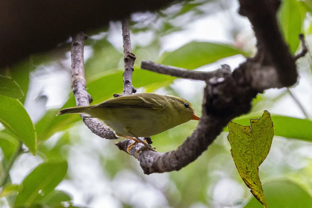 华南冠纹柳莺（Phylloscopus goodsoni）