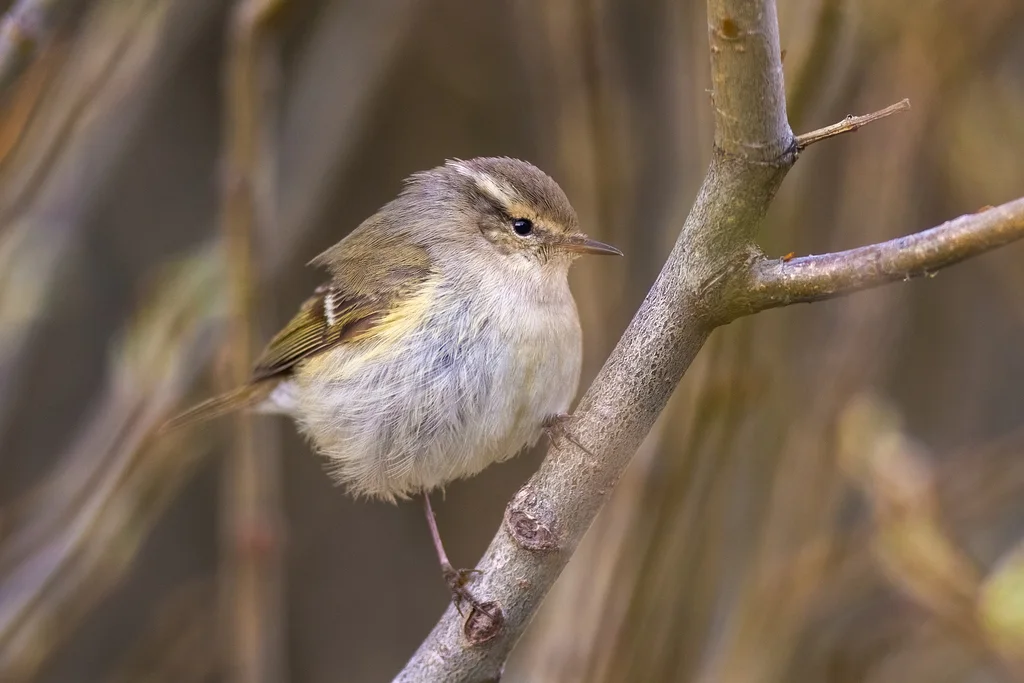 淡眉柳莺(Phylloscopus humei)