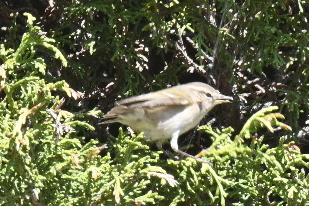 淡眉柳莺(Phylloscopus humei)