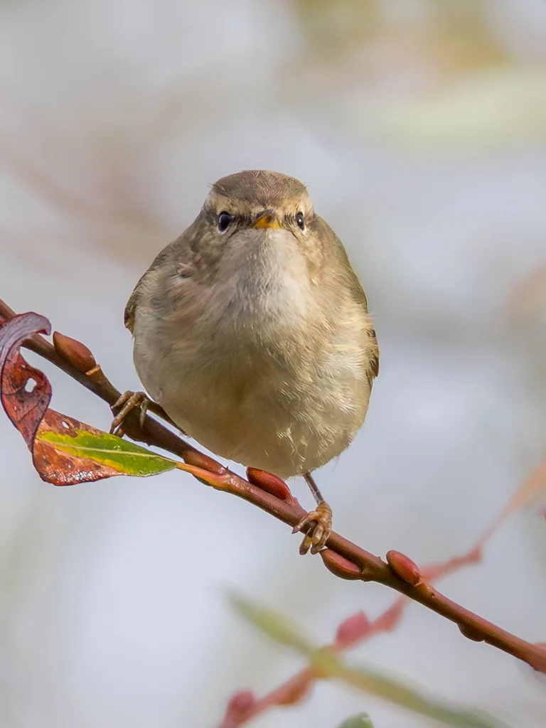 淡眉柳莺(Phylloscopus humei)