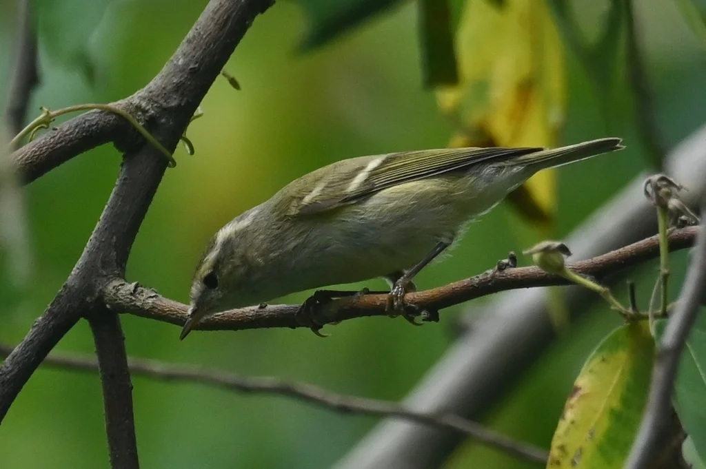 淡眉柳莺(Phylloscopus humei)