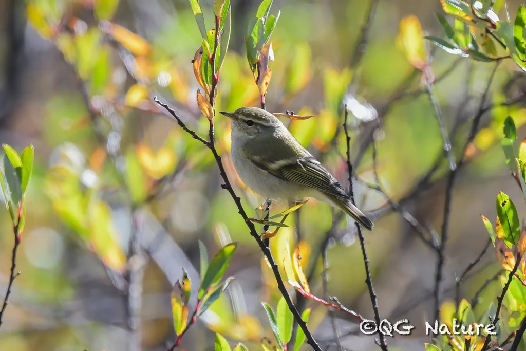 淡眉柳莺(Phylloscopus humei)