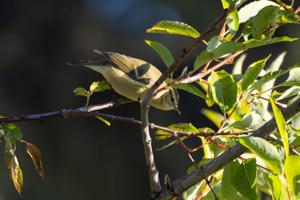 淡眉柳莺(Phylloscopus humei)