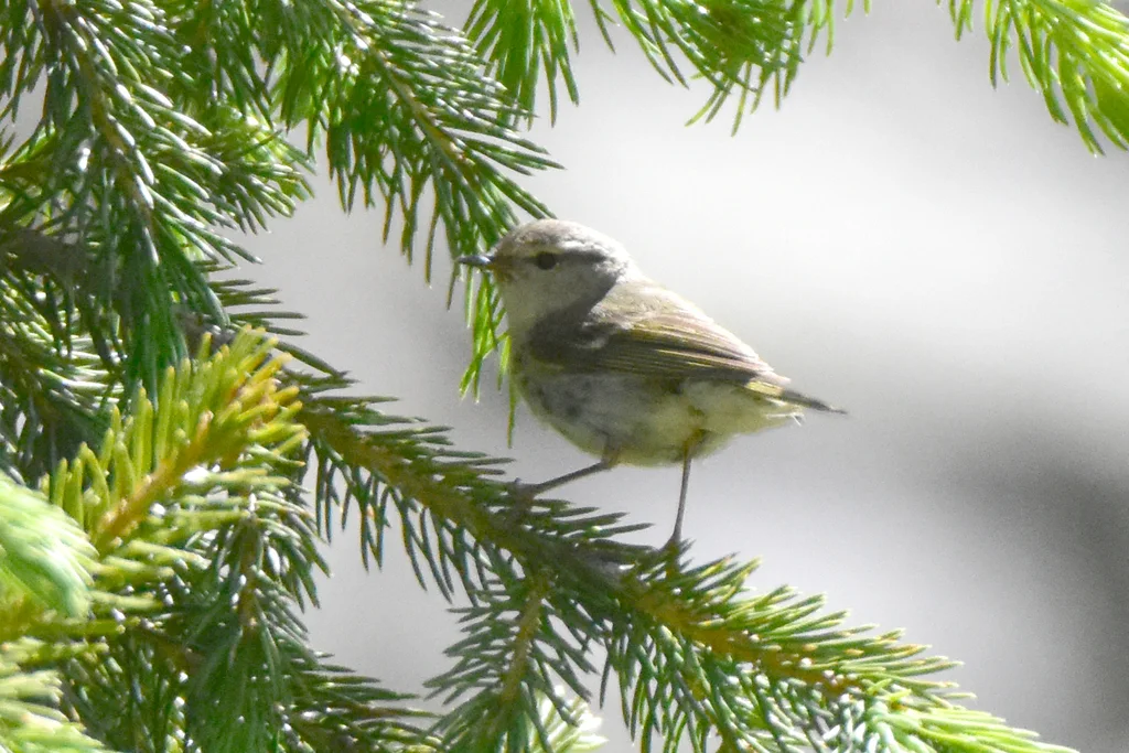 淡眉柳莺(Phylloscopus humei)