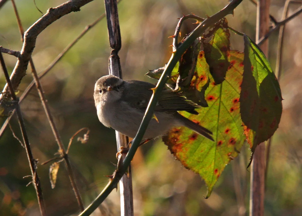 淡眉柳莺(Phylloscopus humei)