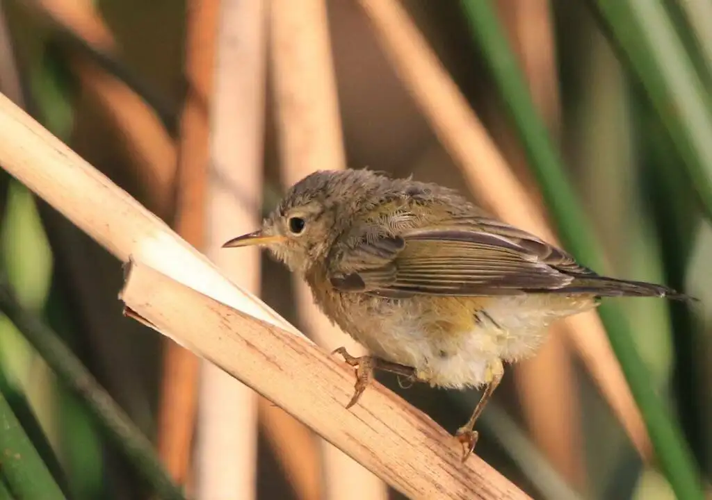 伊比利亚柳莺(Phylloscopus ibericus)