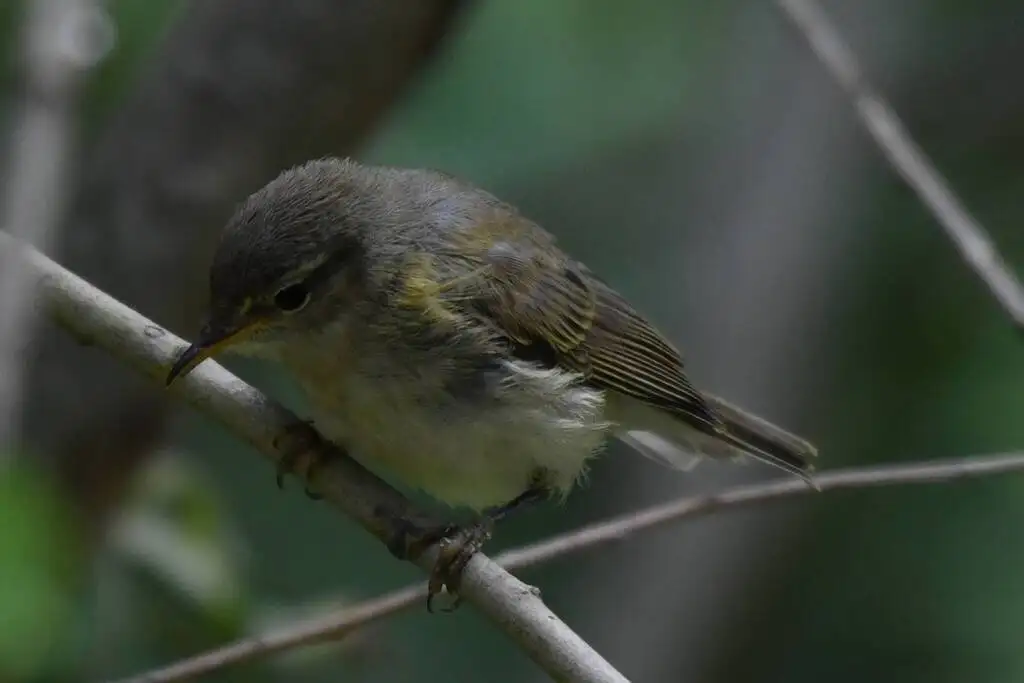 伊比利亚柳莺(Phylloscopus ibericus)