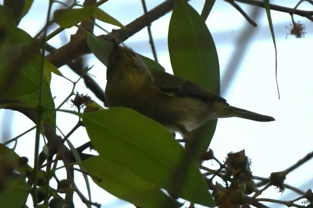 伊比利亚柳莺(Phylloscopus ibericus)