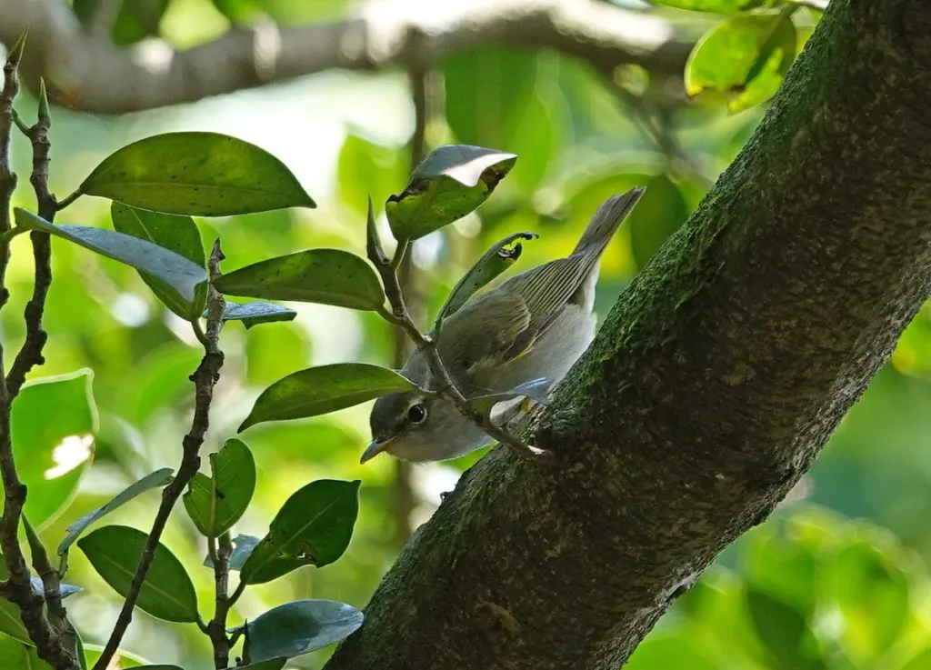 饭岛柳莺(Phylloscopus ijimae)
