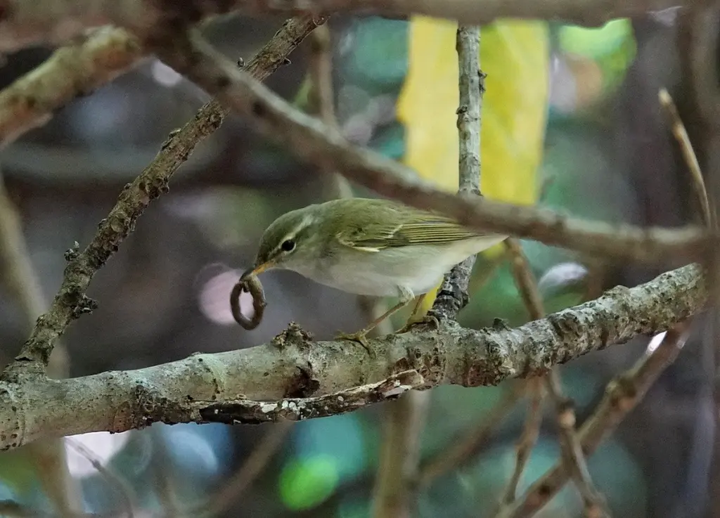 饭岛柳莺(Phylloscopus ijimae)
