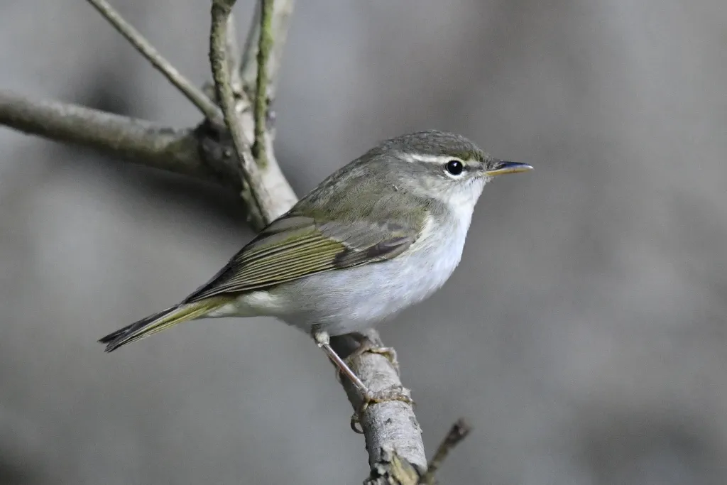 饭岛柳莺(Phylloscopus ijimae)