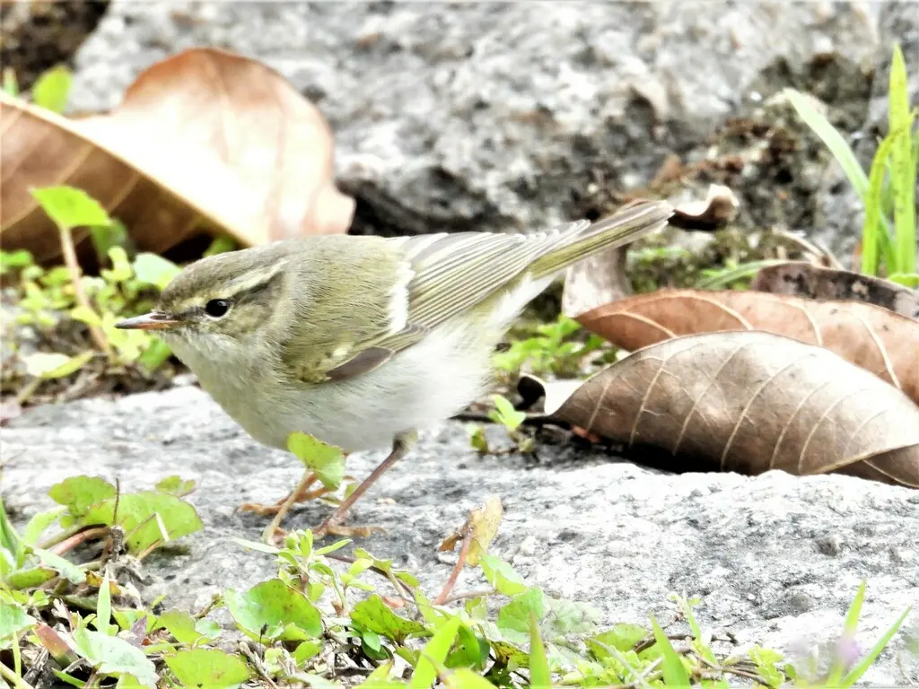 黄眉柳莺(Phylloscopus inornatus)