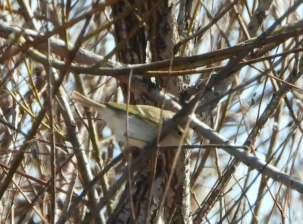 黄眉柳莺(Phylloscopus inornatus)