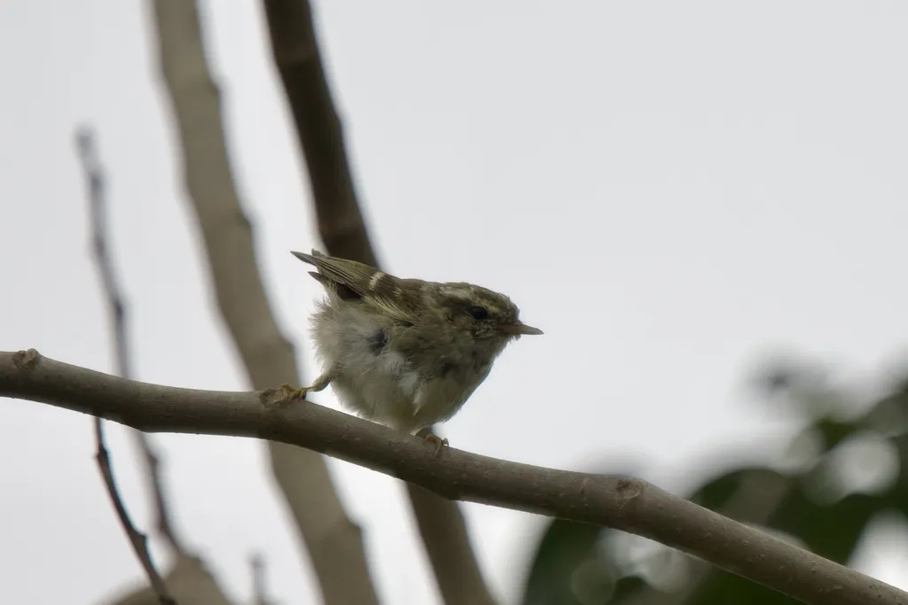 黄眉柳莺(Phylloscopus inornatus)