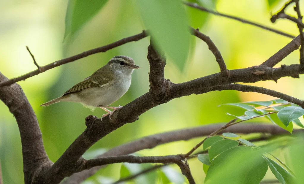 黄眉柳莺(Phylloscopus inornatus)